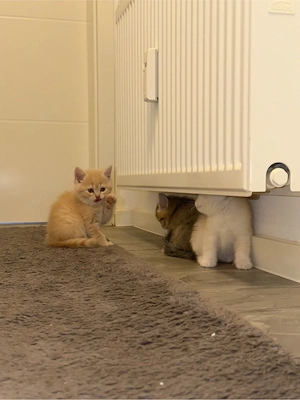 bkh kitten  Bild 2