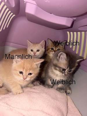 bkh kitten  Bild 4