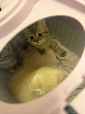 bkh kitten 