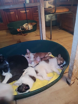 Habe  Chihuahua Welpen zu verkaufen sie hat zwei welben bekommen 