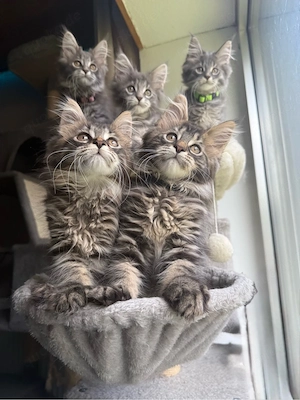 Maine Coon Kitten