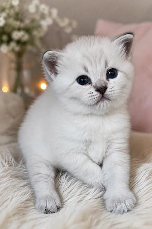  Wunderschöne Britisch Kurzhaar Kitten suchen ein liebevolles Zuhause 