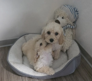 Maltipoo toypudel Maltezer mix Bild 3