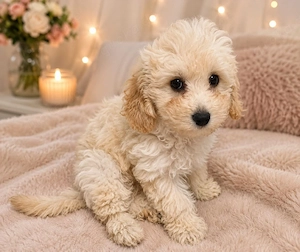 Maltipoo toypudel Maltezer mix Bild 2