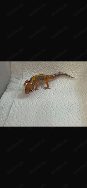 Leopardengecko Nachzucht 