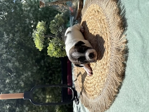 Jack Russel Terrier Welpen 