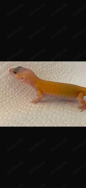 Leopardengecko Nachzucht Reserviert 