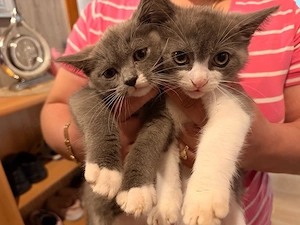 Kostenlos katzen