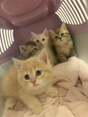 bkh kitten katzen