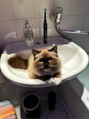 Süße Reinrassige Ragdoll Katze zu Vermitteln 