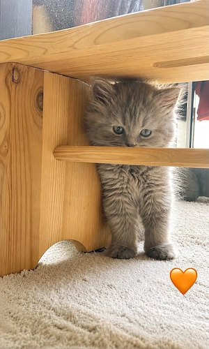 BKH Kitten aus liebevoller Familienaufzucht