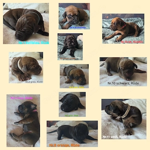 Rhodesian Ridgeback   Weimaraner (blau) Mischlings Welpen