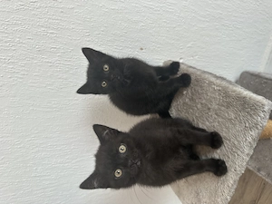 Süße BKH  Kitten suchen neue zu Hause  Bild 2