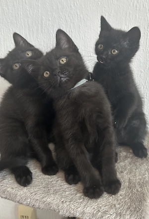 Süße BKH  Kitten suchen neue zu Hause 