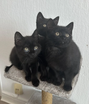 Süße BKH  Kitten suchen neue zu Hause  Bild 3