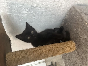 Süße BKH  Kitten suchen neue zu Hause  Bild 4