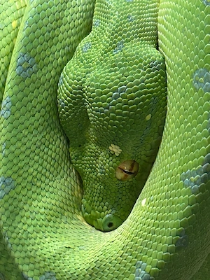 Grüner Baumpython Morelia Viridis abzugeben: