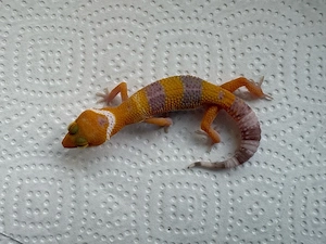 Leopardengecko Nachzucht 