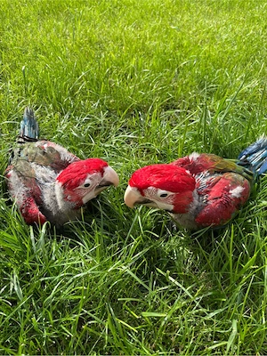 Ara Küken Dunkelrote Ara  Bild 2