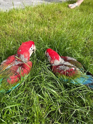 Ara Küken Dunkelrote Ara  Bild 3