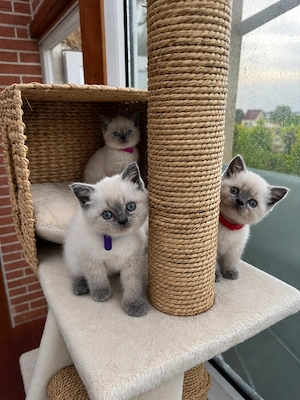 Kitten Blue Point noch 3 frei BKH weiß