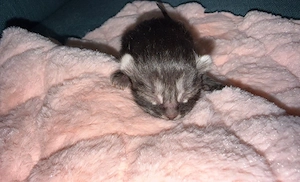 katzenbabys 