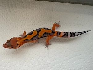 Leopardengecko Nachzucht 