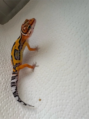 Leopardengecko Nachzucht 