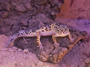 Leopardgecko Männchen 