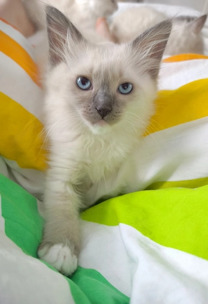 Ragdoll reinrassige Luxus Kätzchen mit Blaue Augen Neue Wurf abgabebereit ab 19.06.2026