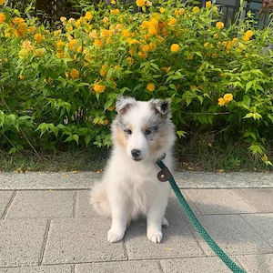 Sheltie Welpe (3 Monate)   Liebevolle Hündin "Lola" sucht neues Zuhause