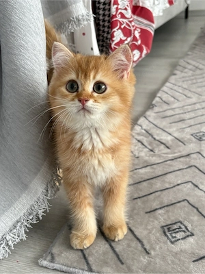   Bkh BLH Kater golden shaded