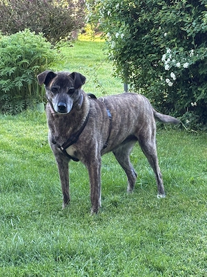 Maya aus 88410 Bad Wurzach sucht ihr Zuhause