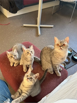 Britisch Kurzhaar Kitten suchen ein neues Zuhause 