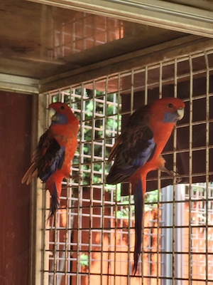 Pennantsittich Pärchen 