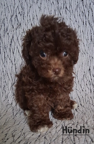 Maltipoo-Welpen dürfen bald ausziehen