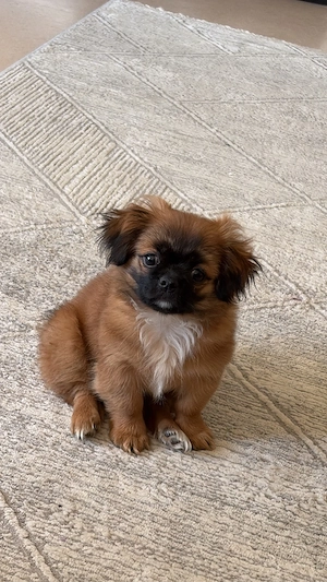 Pekinese Welpe Bild 2