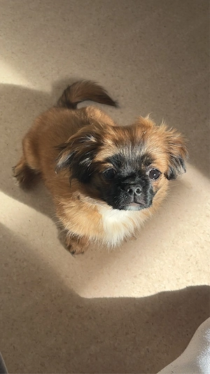 Pekinese Welpe