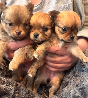 Chihuahua Welpen langhaar