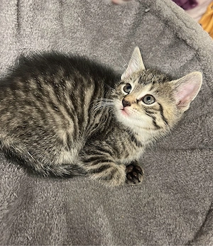 Katzen zu verschenken ! Bild 4