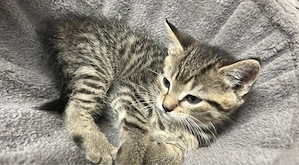 Katzen zu verschenken !