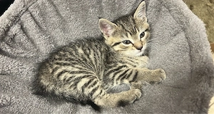 Katzen zu verschenken ! Bild 3