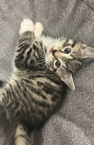 Katzen zu verschenken ! Bild 5