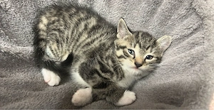 Katzen zu verschenken ! Bild 2