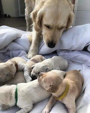 Golden Retriever Welpen