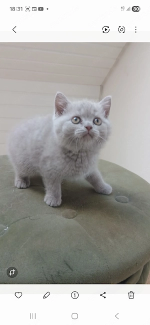 Katzenbabys