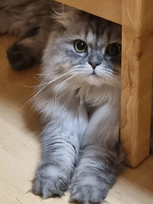     Liebevoller Chinchilla-Perser Kater sucht neues Zuhause