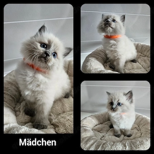 Ragdoll Kitten 