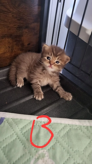 wunderschöne Kitten Maincoon bkh mit seltener genetick ( Farben und mustern)