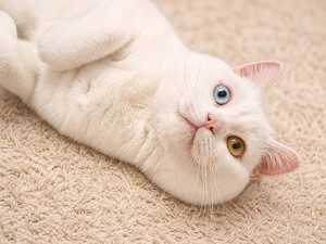 BKH Katze ( Männlich )